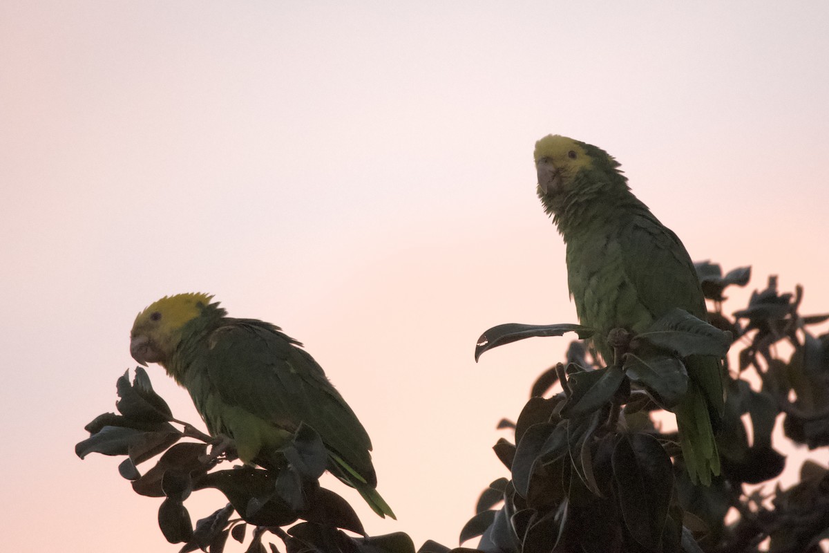 キガシラボウシインコ - ML644684822