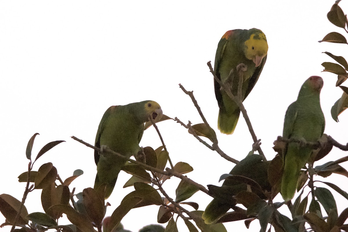 キガシラボウシインコ - ML644684823