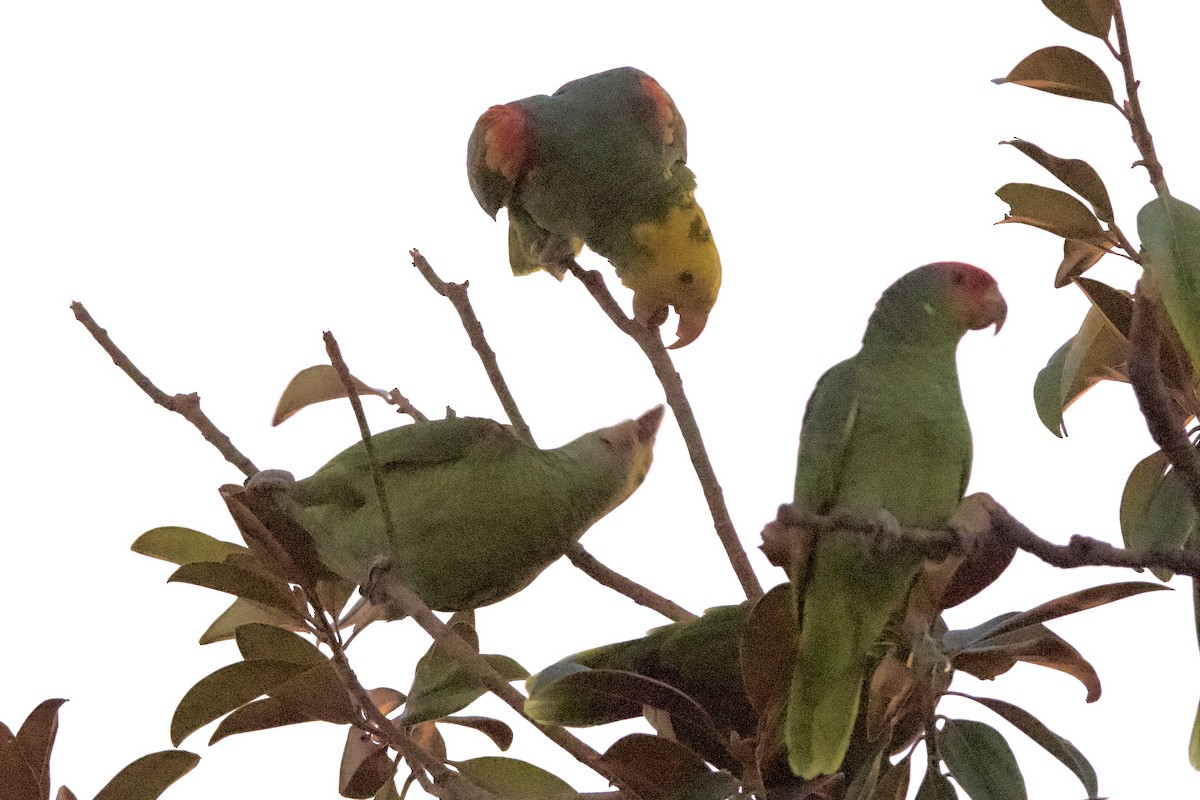 キガシラボウシインコ - ML644684824