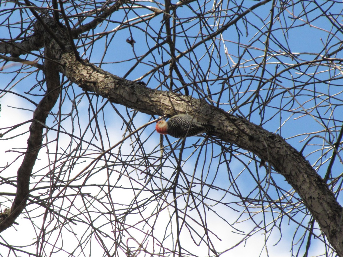 Red-bellied Woodpecker - ML644684825