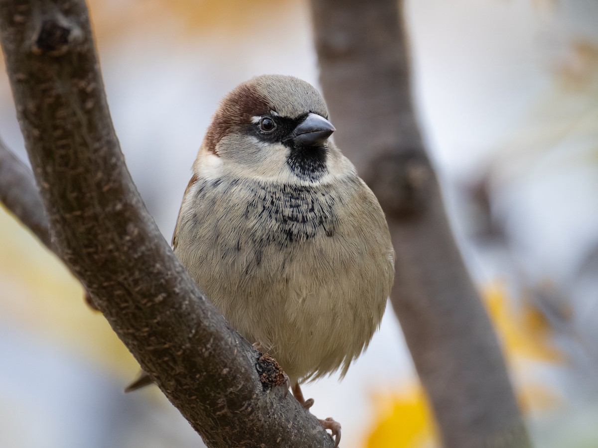 イエスズメ - ML644684826