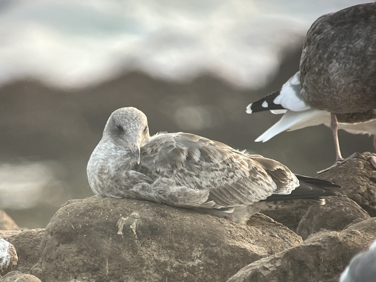 Gaviota Occidental - ML644684828