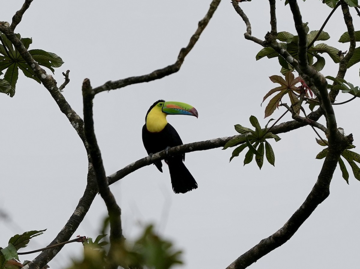 Keel-billed Toucan - ML644684831