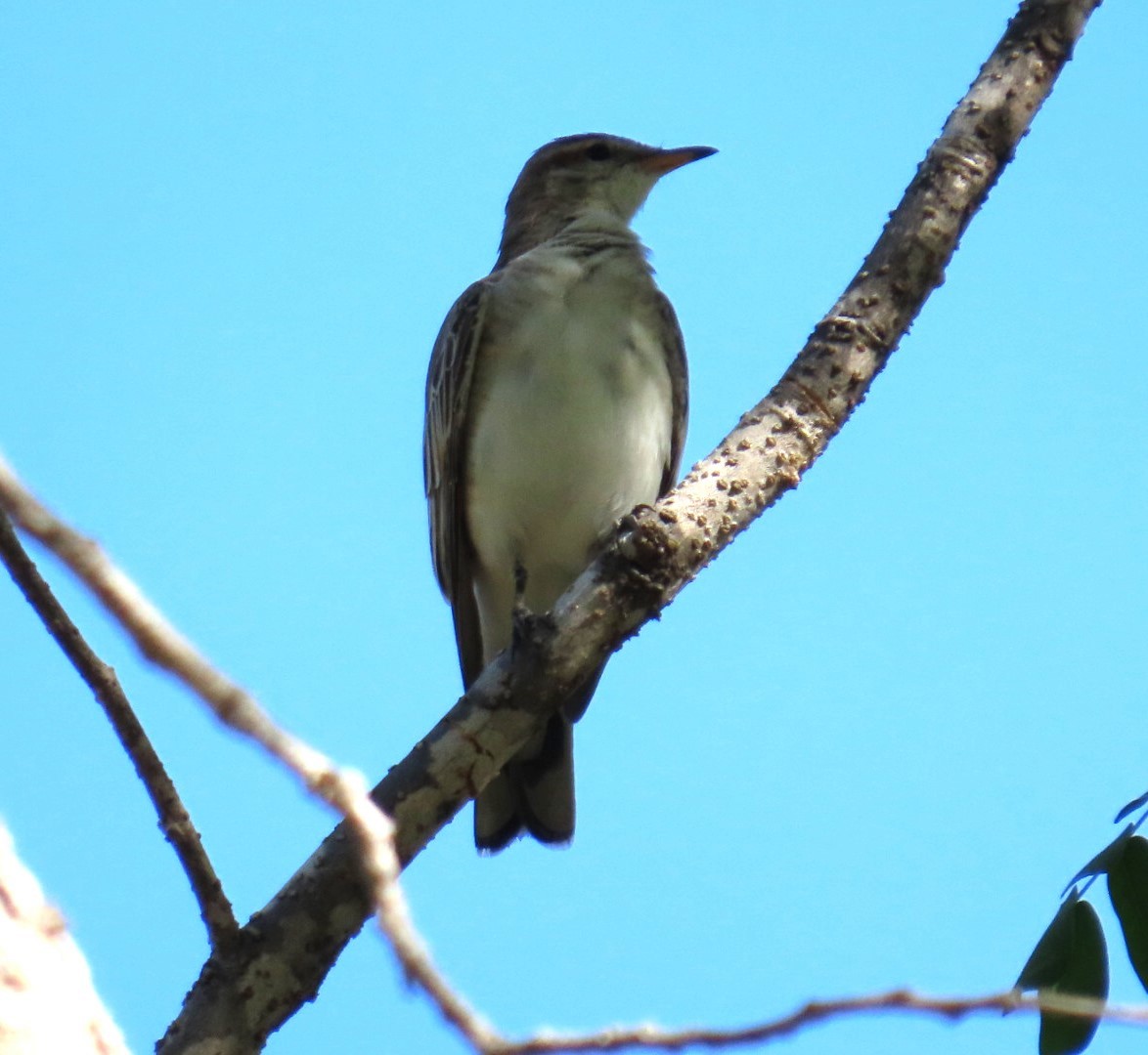 White-winged Triller - ML644684832