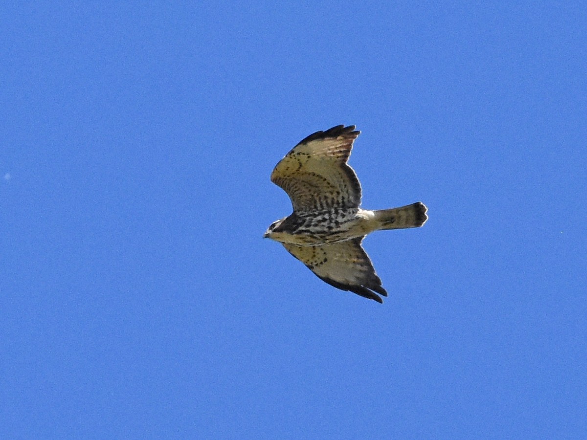 káně širokokřídlá - ML644684836