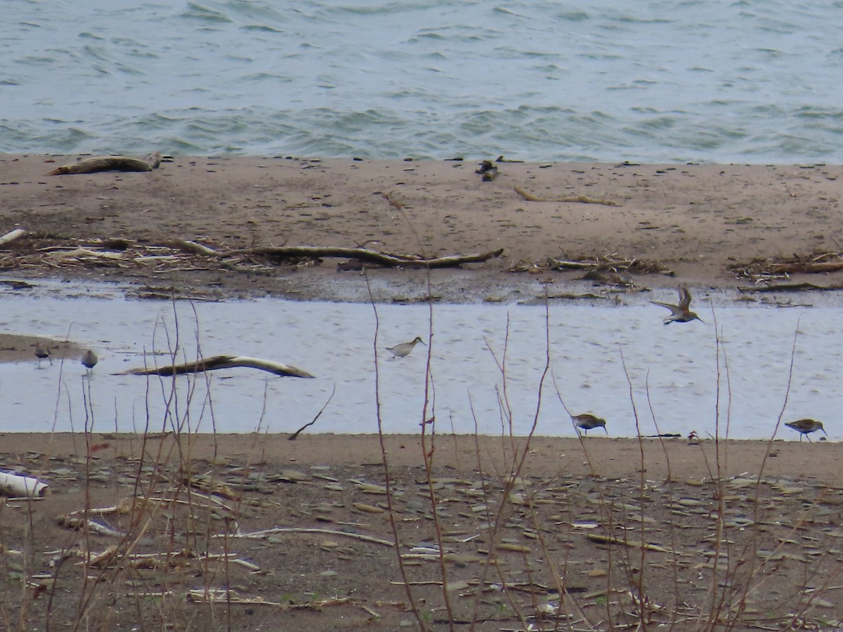 Wilsonwassertreter - ML644684839