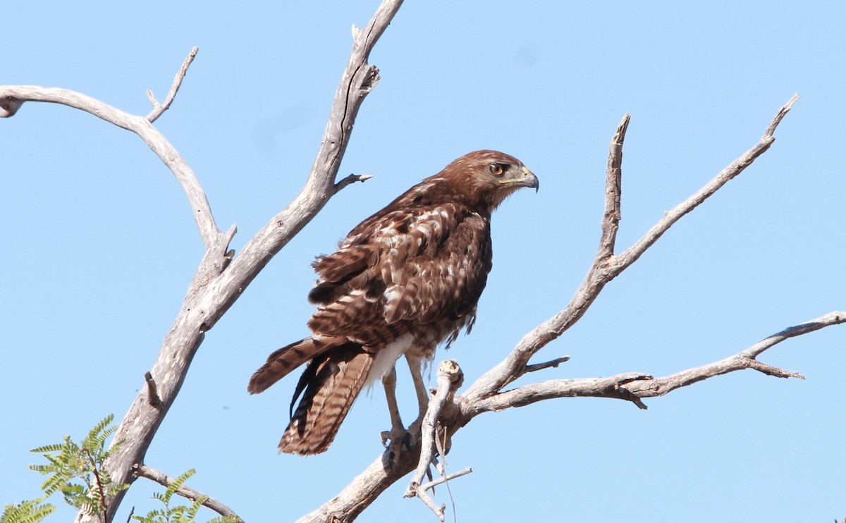 Red-tailed Hawk - ML644684850