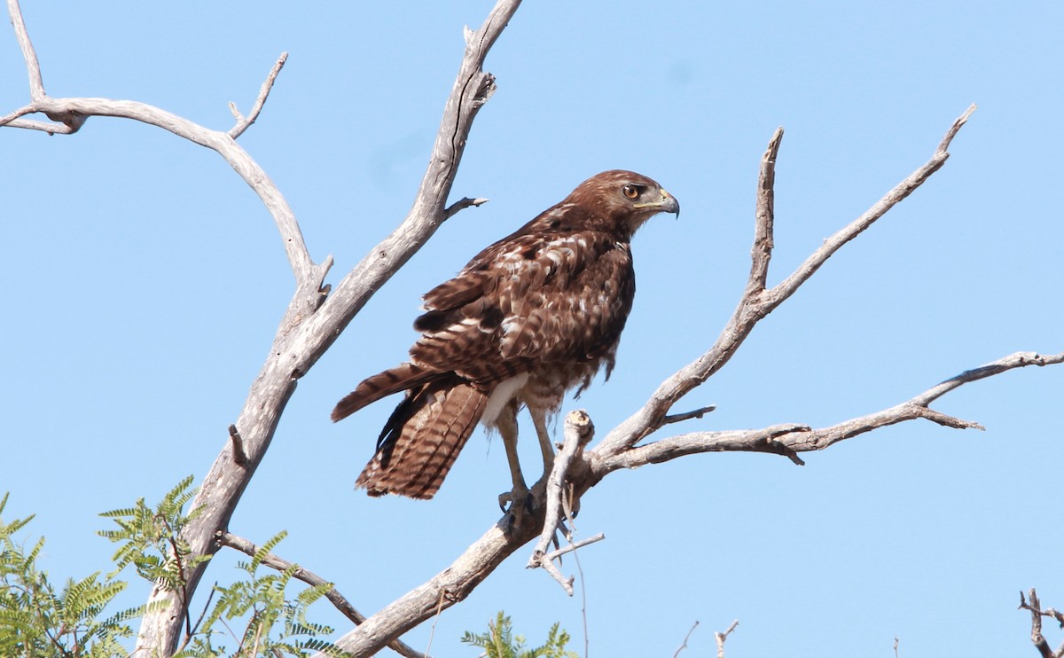 Red-tailed Hawk - ML644684851