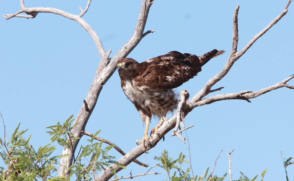Red-tailed Hawk - ML644684852