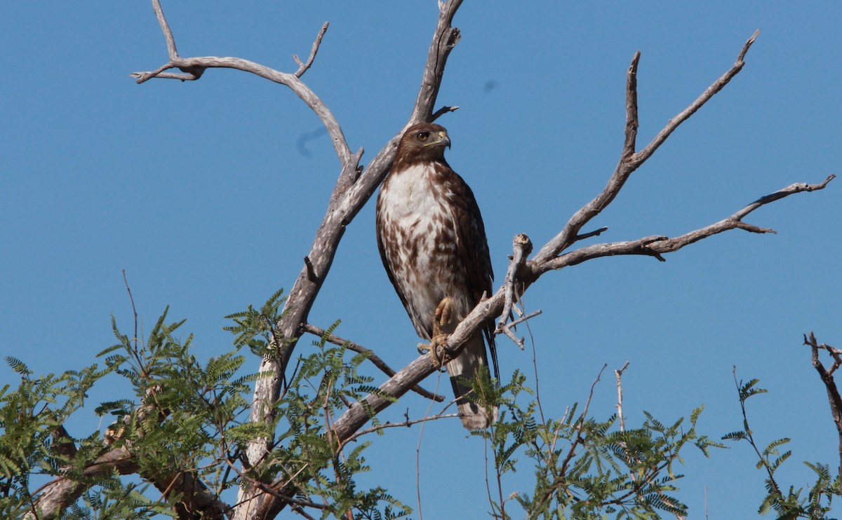 Red-tailed Hawk - ML644684853
