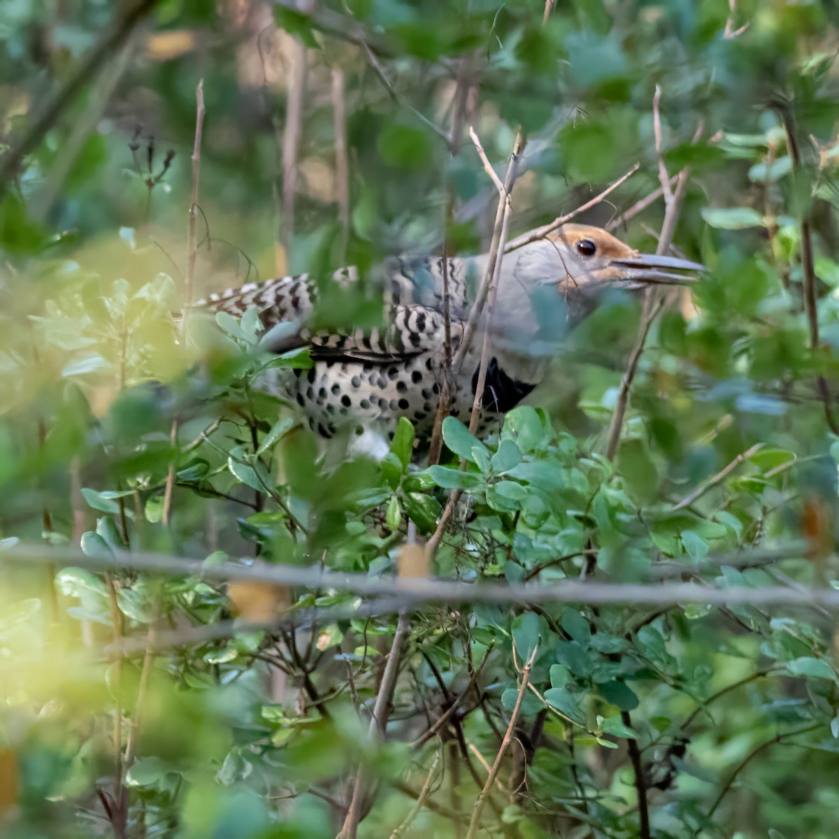 Goldspecht - ML644684856