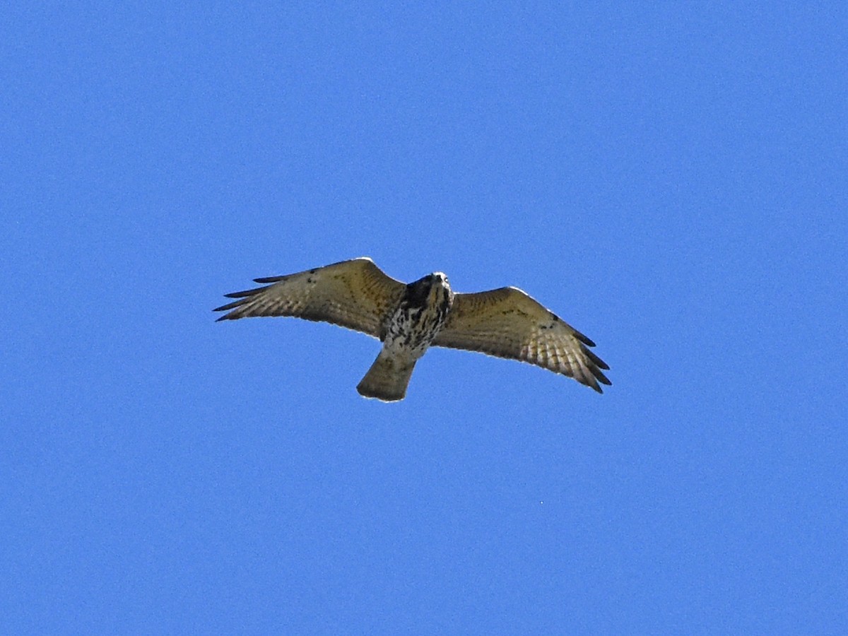 káně širokokřídlá - ML644684860