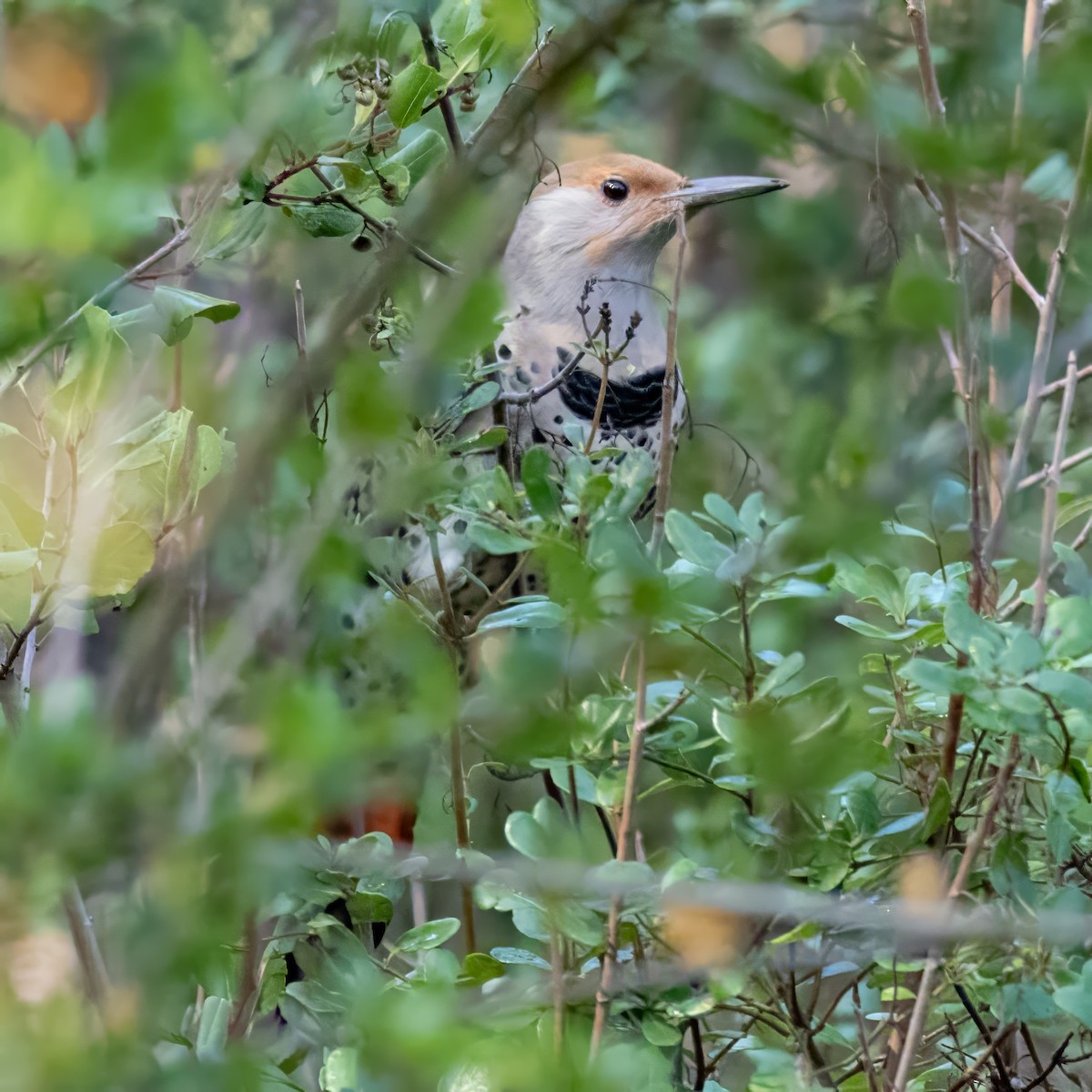 Northern Flicker - ML644684863