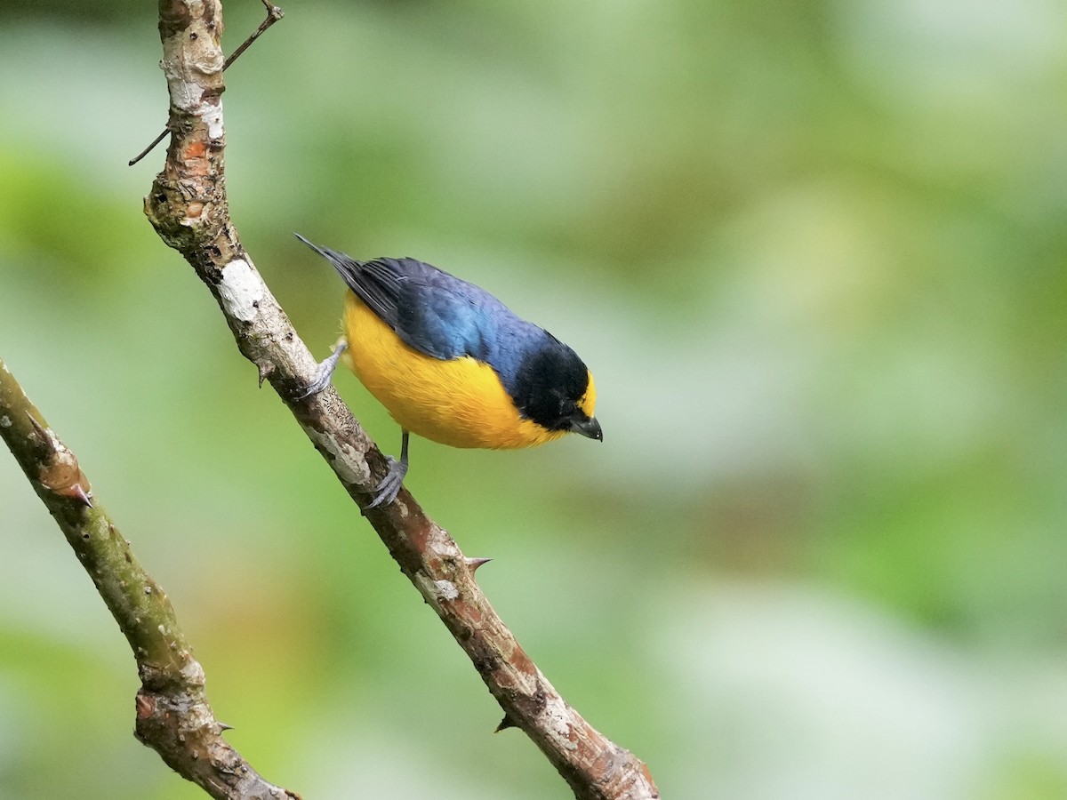 Thick-billed Euphonia - ML644684866