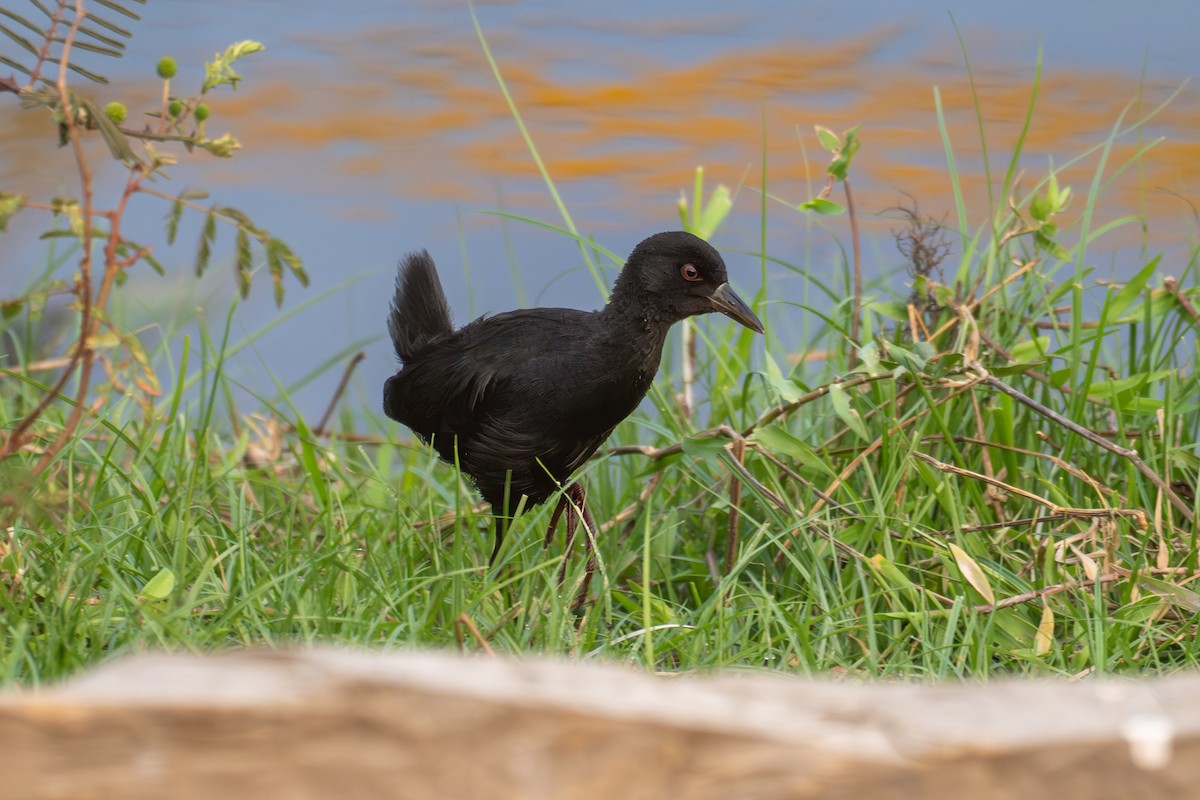 Black Crake - ML644684888