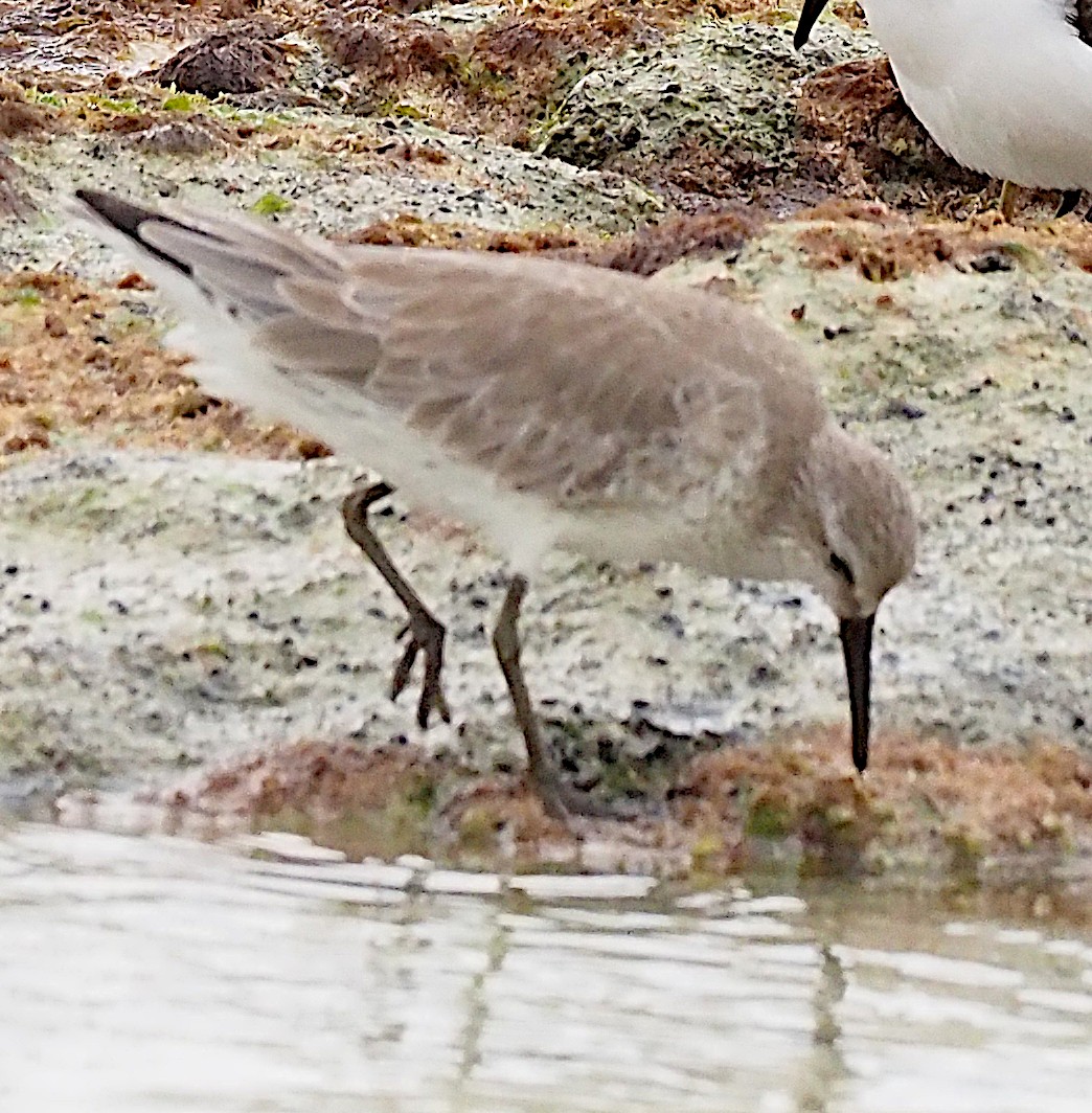 Red Knot - ML644684889