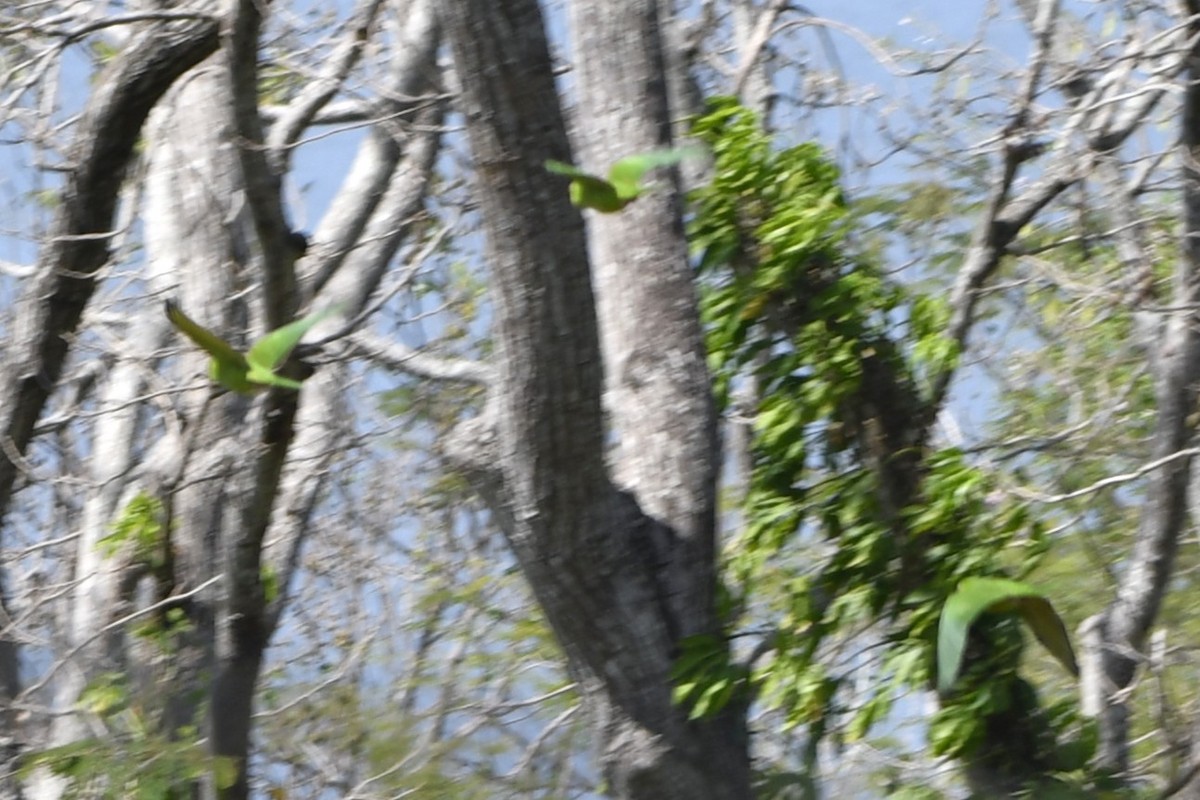 Аратинга гватемальський - ML644684892