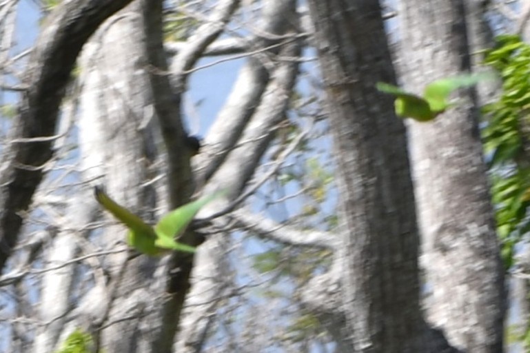 Аратинга гватемальський - ML644684894