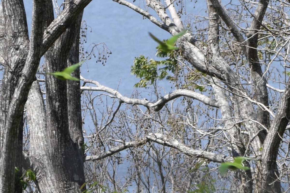 Аратинга гватемальський - ML644684895