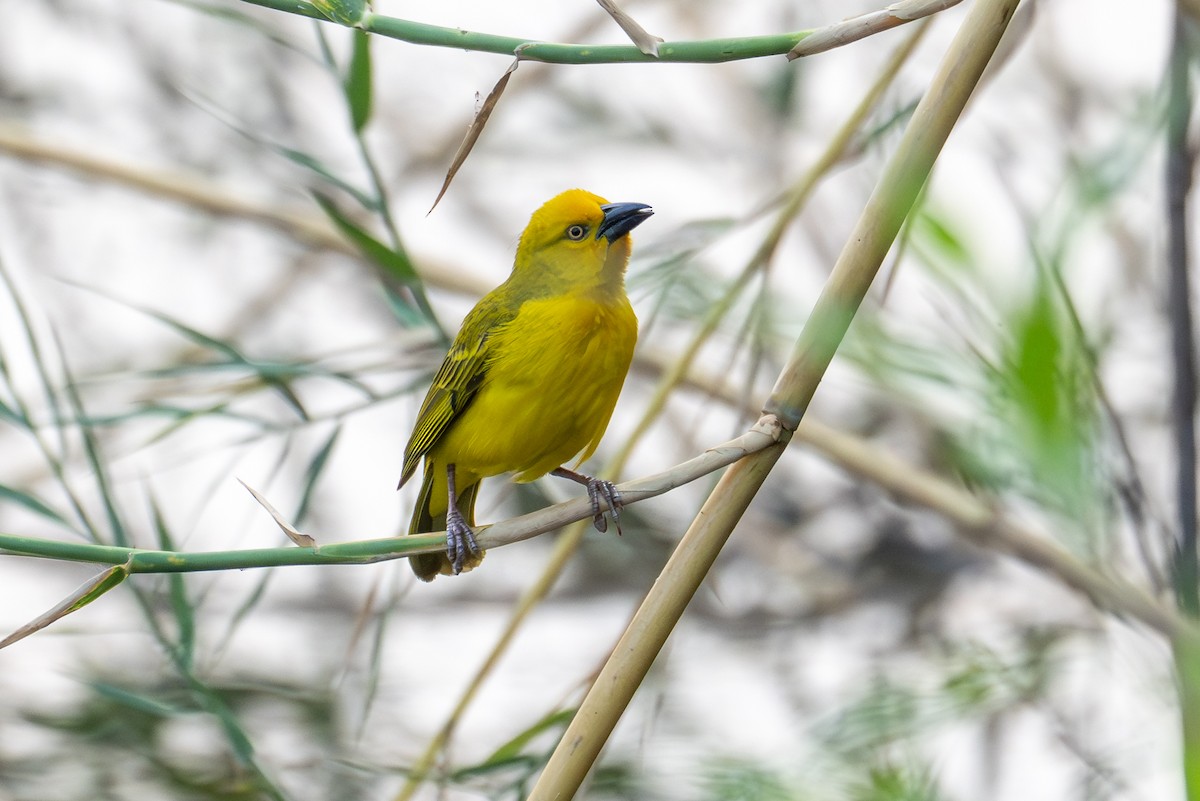 Holub's Golden-Weaver - ML644684897