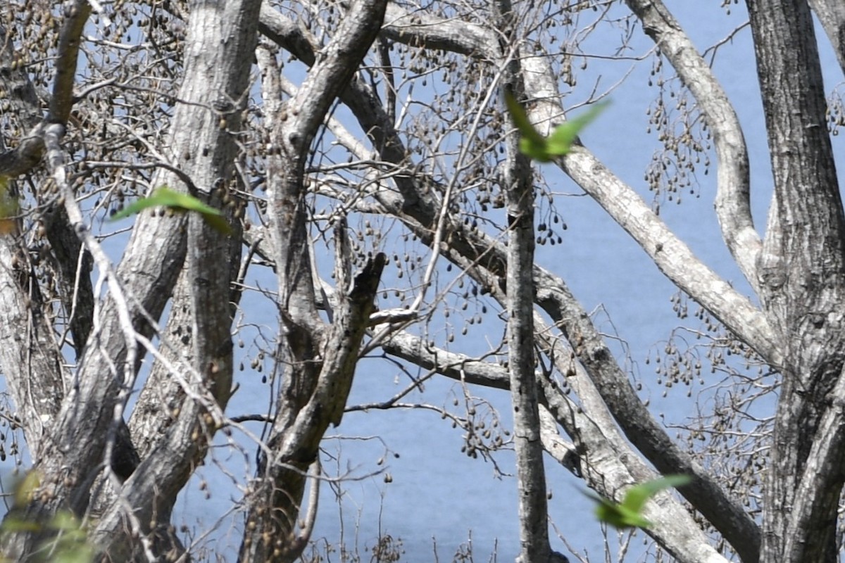 Аратинга гватемальський - ML644684899