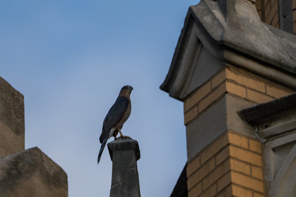 Cooper's Hawk - ML644684908