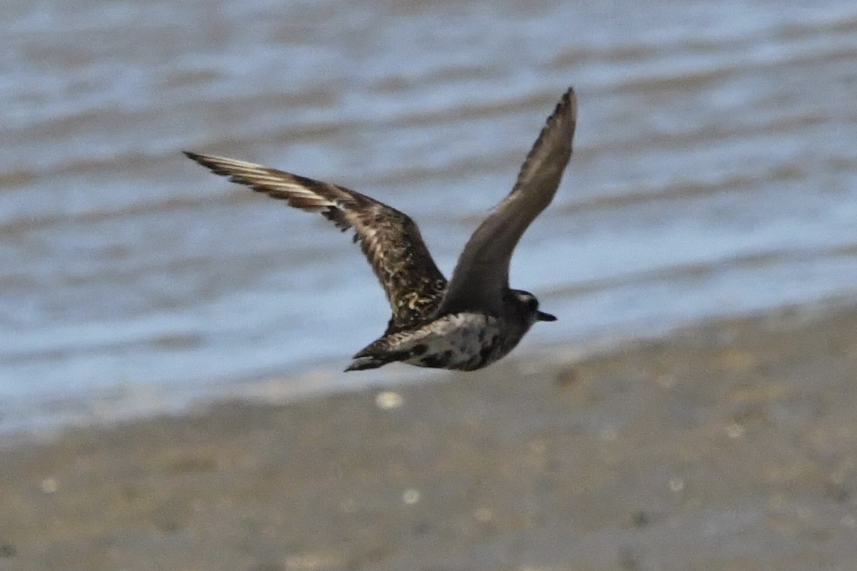 kulík pacifický - ML644684919