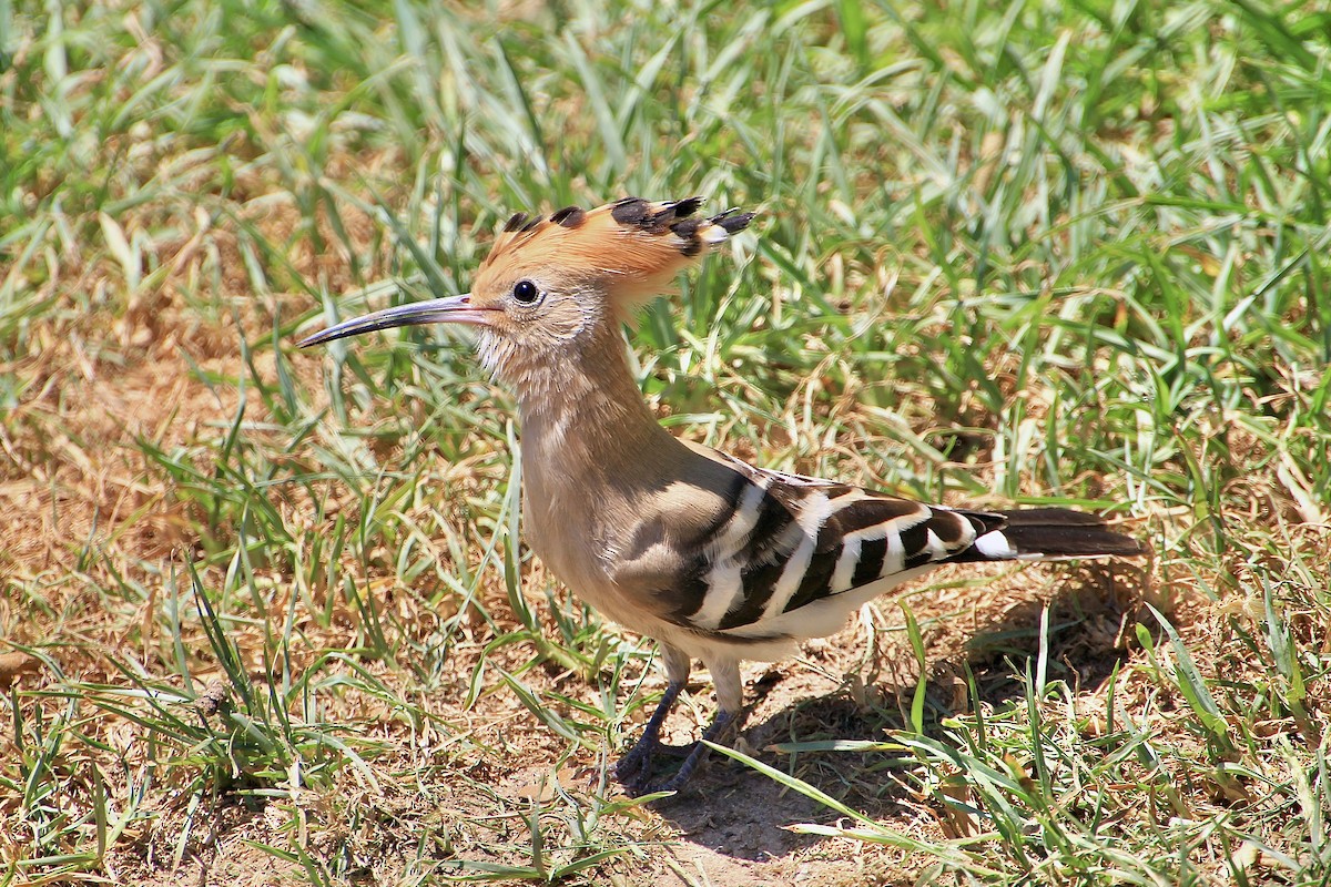 Common Hoopoe - ML644684923