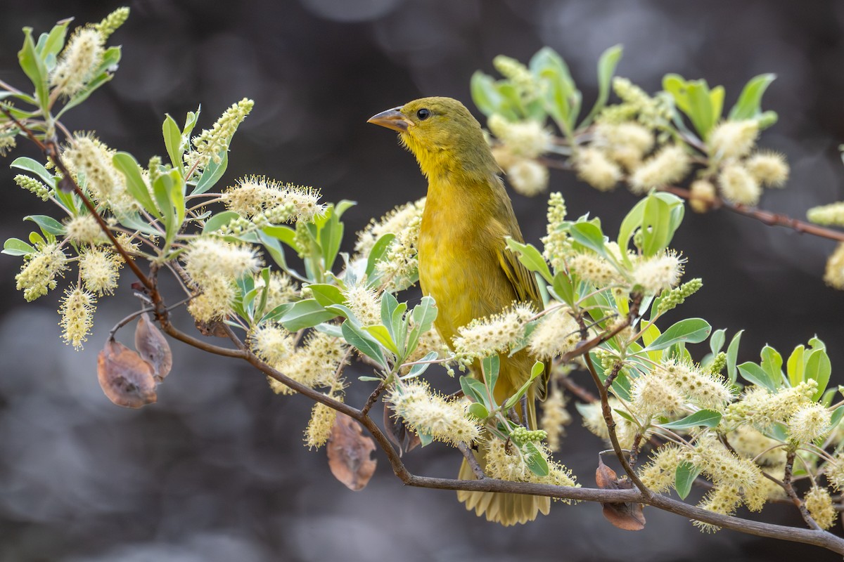 Holub's Golden-Weaver - ML644684925