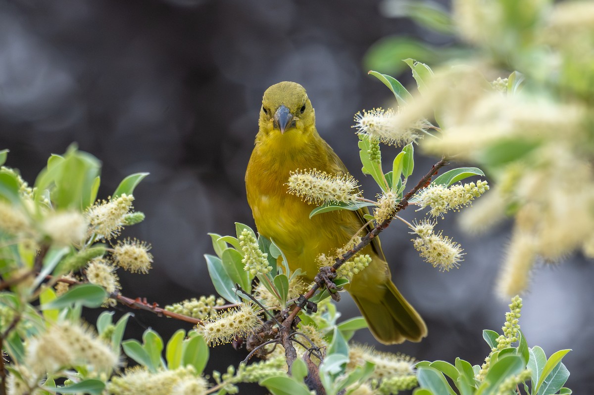 Holub's Golden-Weaver - ML644684926
