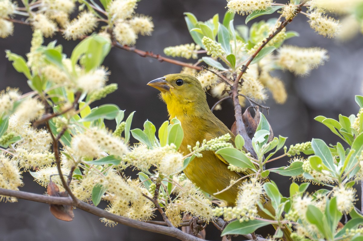 Holub's Golden-Weaver - ML644684927