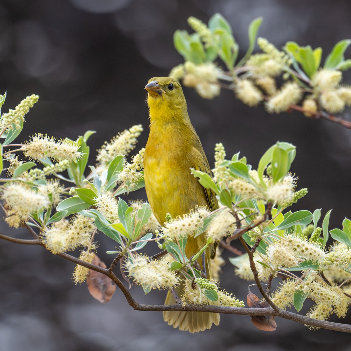 Holub's Golden-Weaver - ML644684928