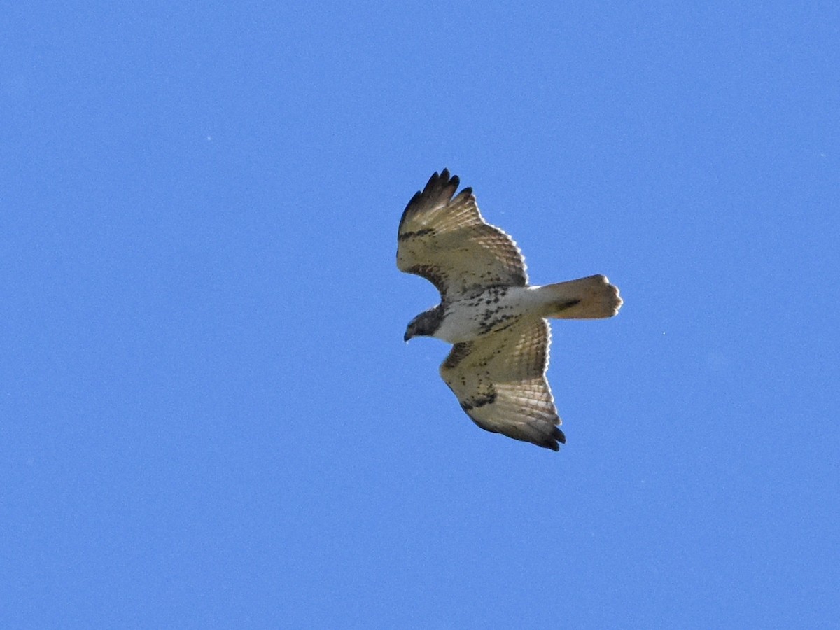 Red-tailed Hawk - ML644684951