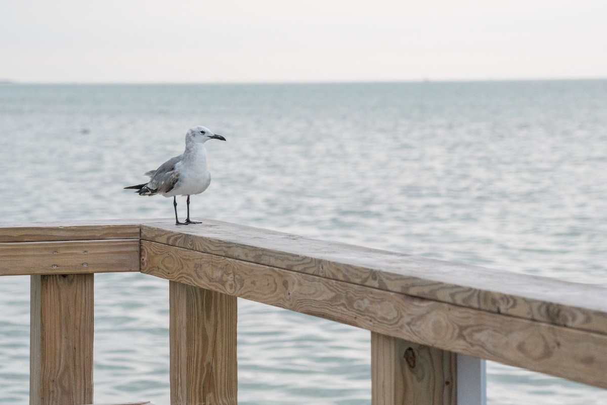 Gabbiano sghignazzante - ML644684959