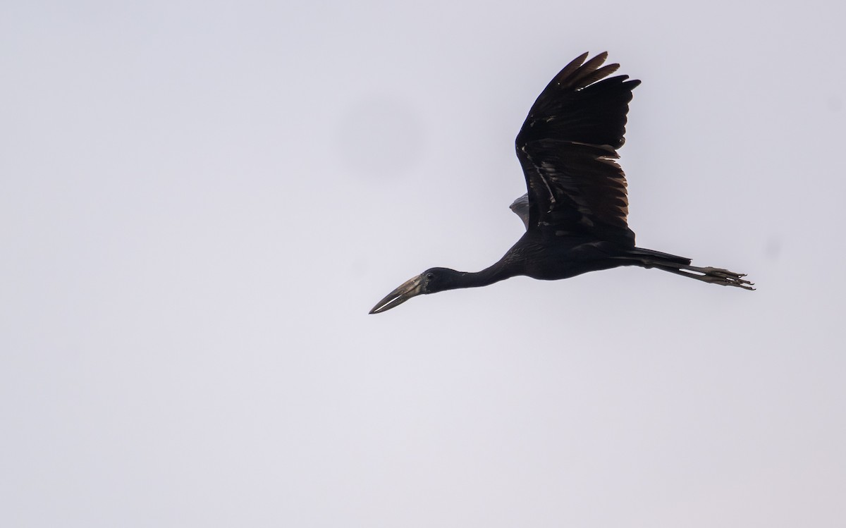 African Openbill - ML644684961