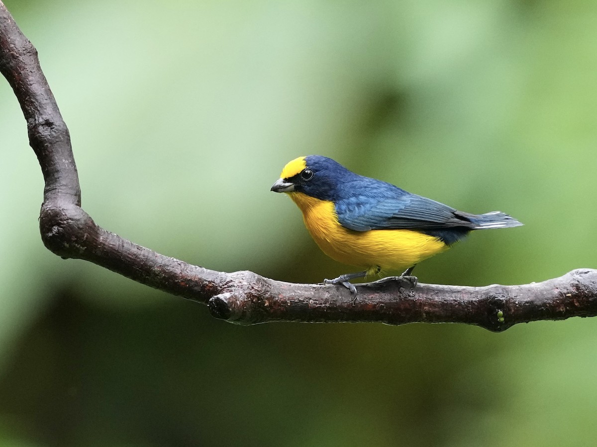 Thick-billed Euphonia - ML644684966