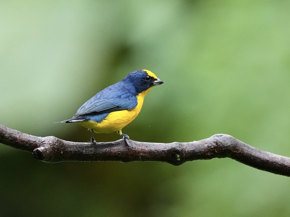 Thick-billed Euphonia - ML644684967