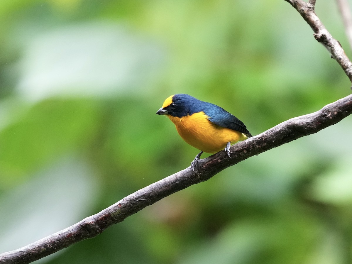 Thick-billed Euphonia - ML644684968