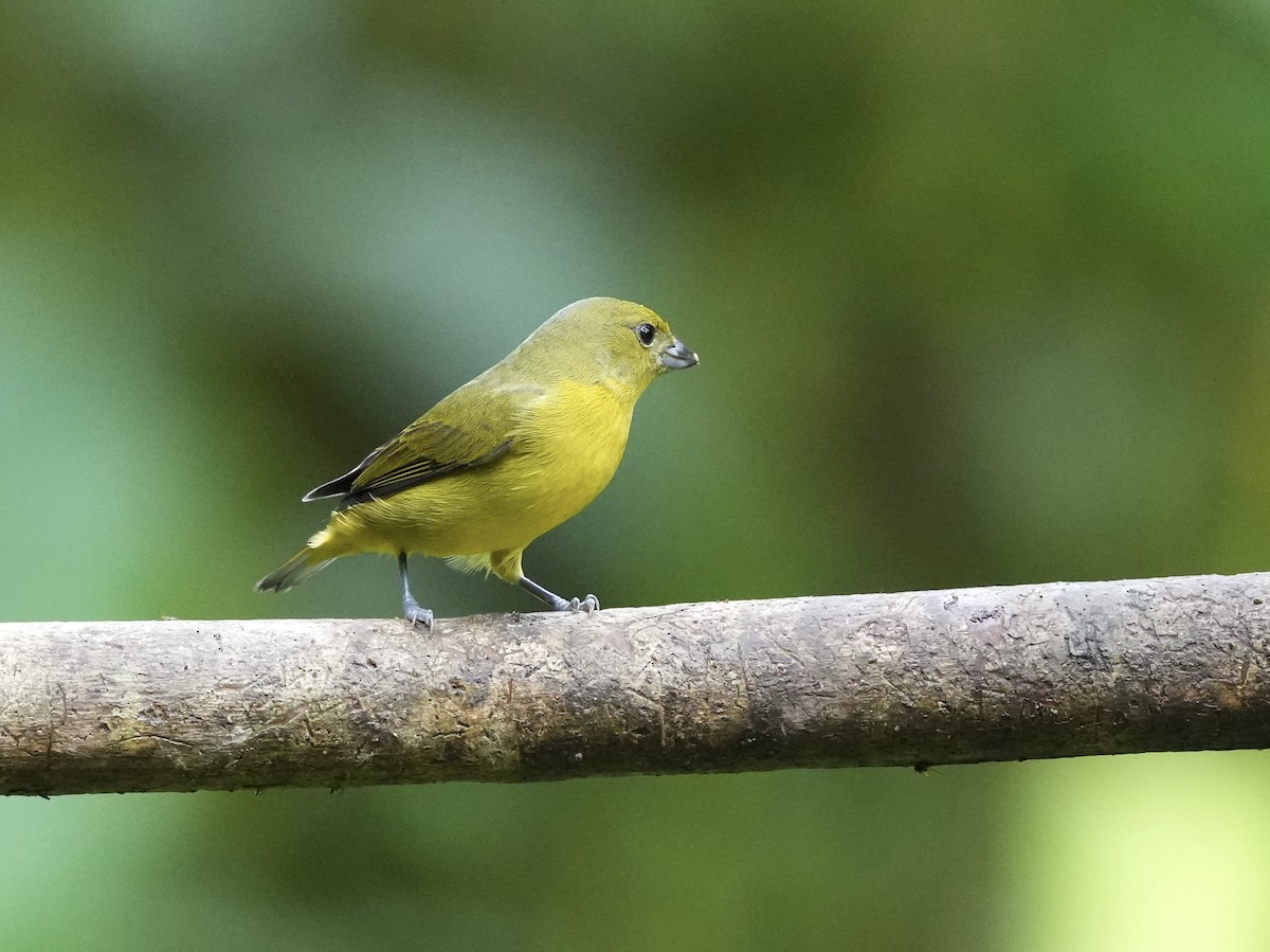 Thick-billed Euphonia - ML644684969