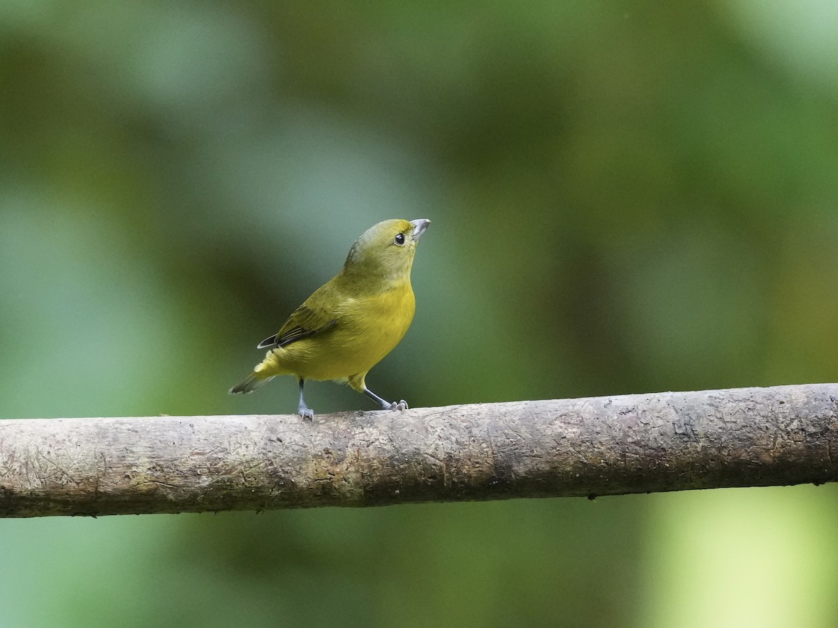 Thick-billed Euphonia - ML644684970