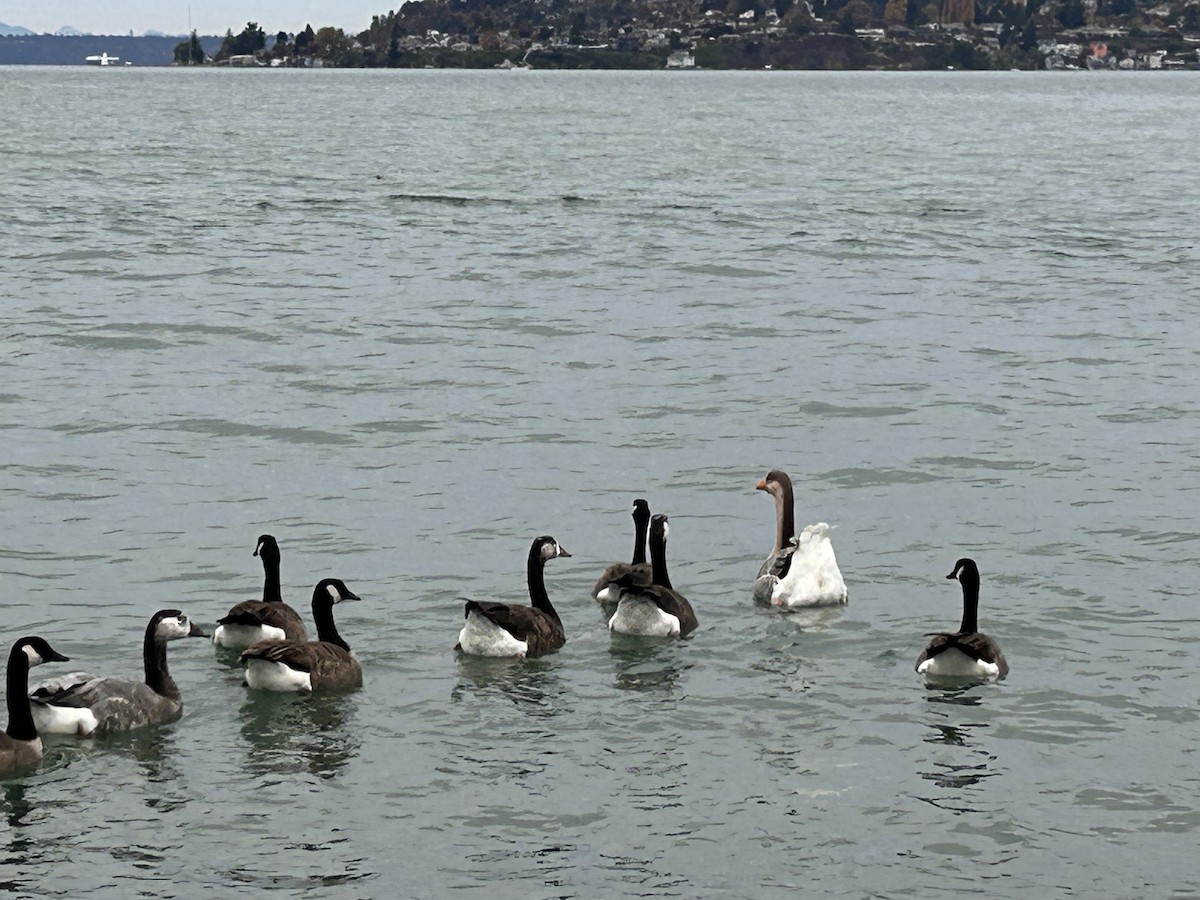 Канад галуу - ML644684971