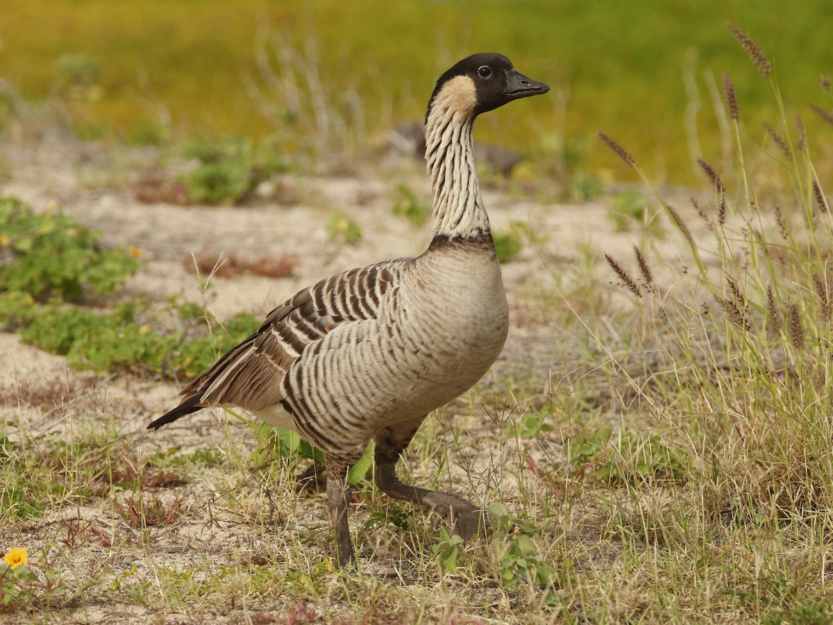 Hawaiigans - ML644684985