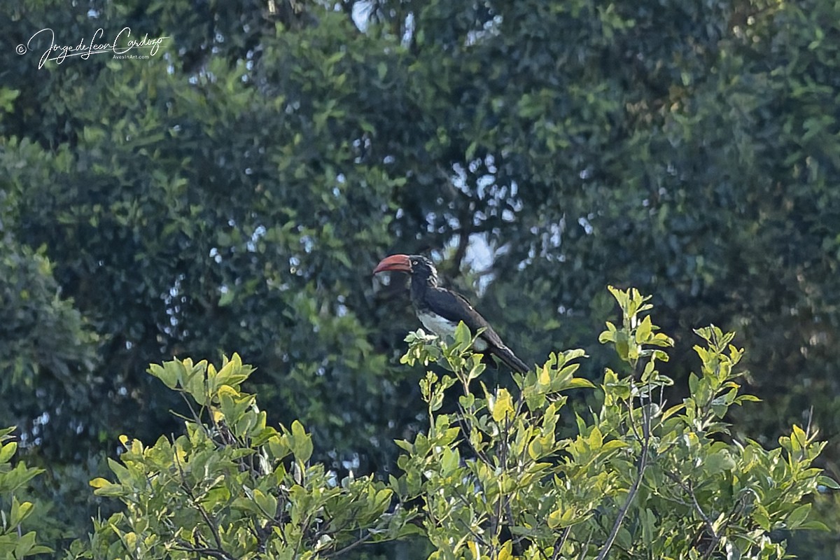 Crowned Hornbill - ML644684986