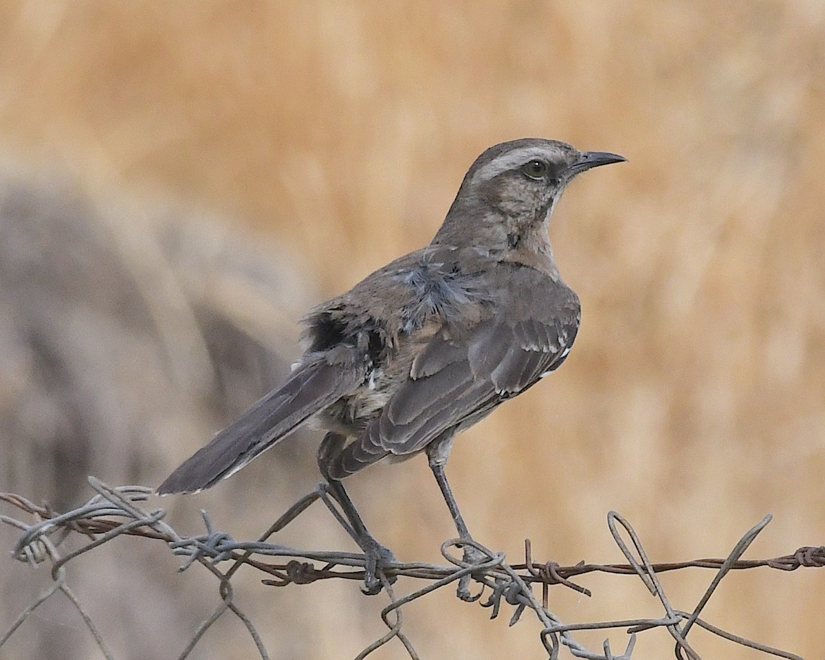 Chilean Mockingbird - ML644684987