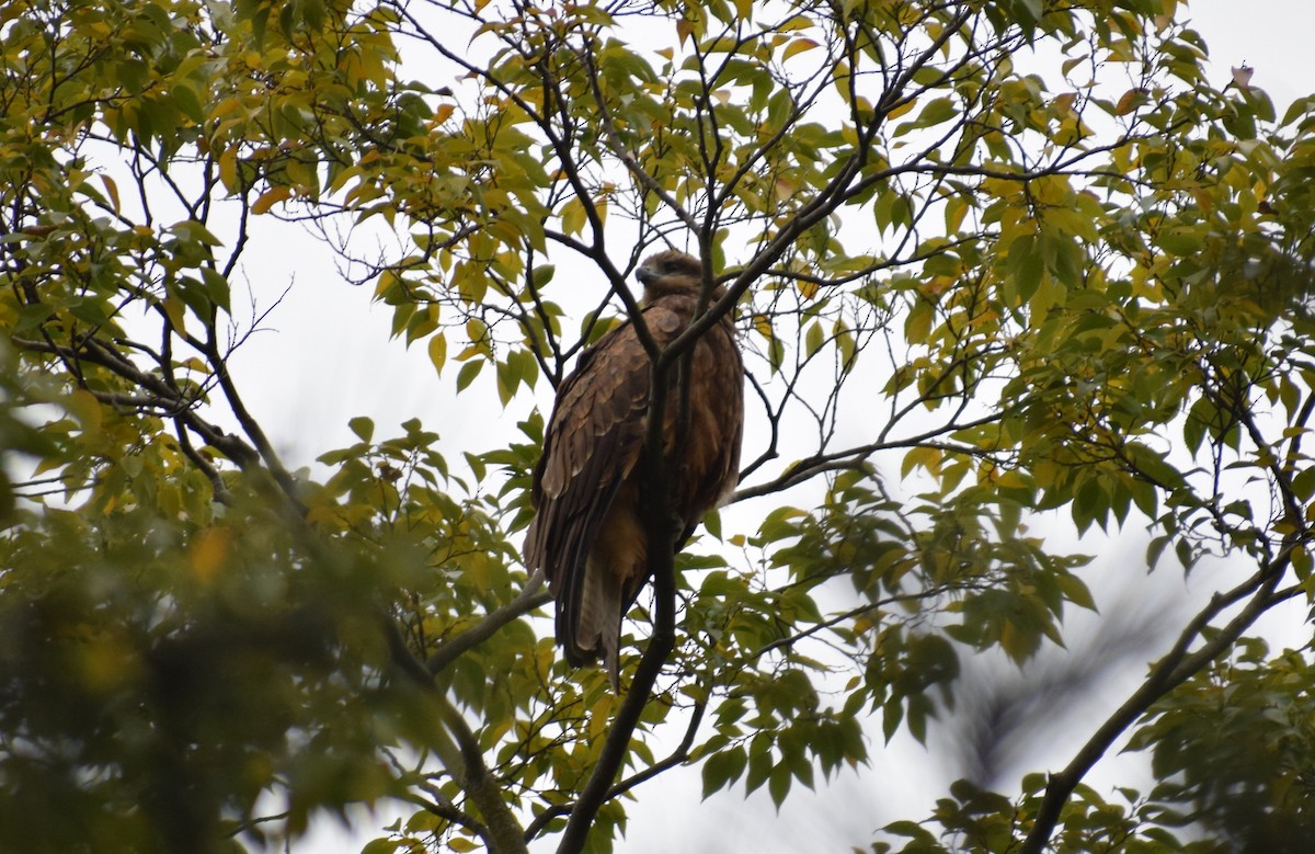 黑鳶 - ML644684991