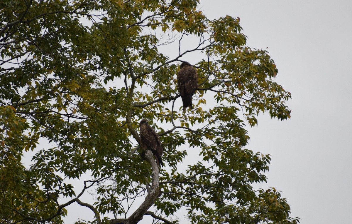 黑鳶 - ML644684992