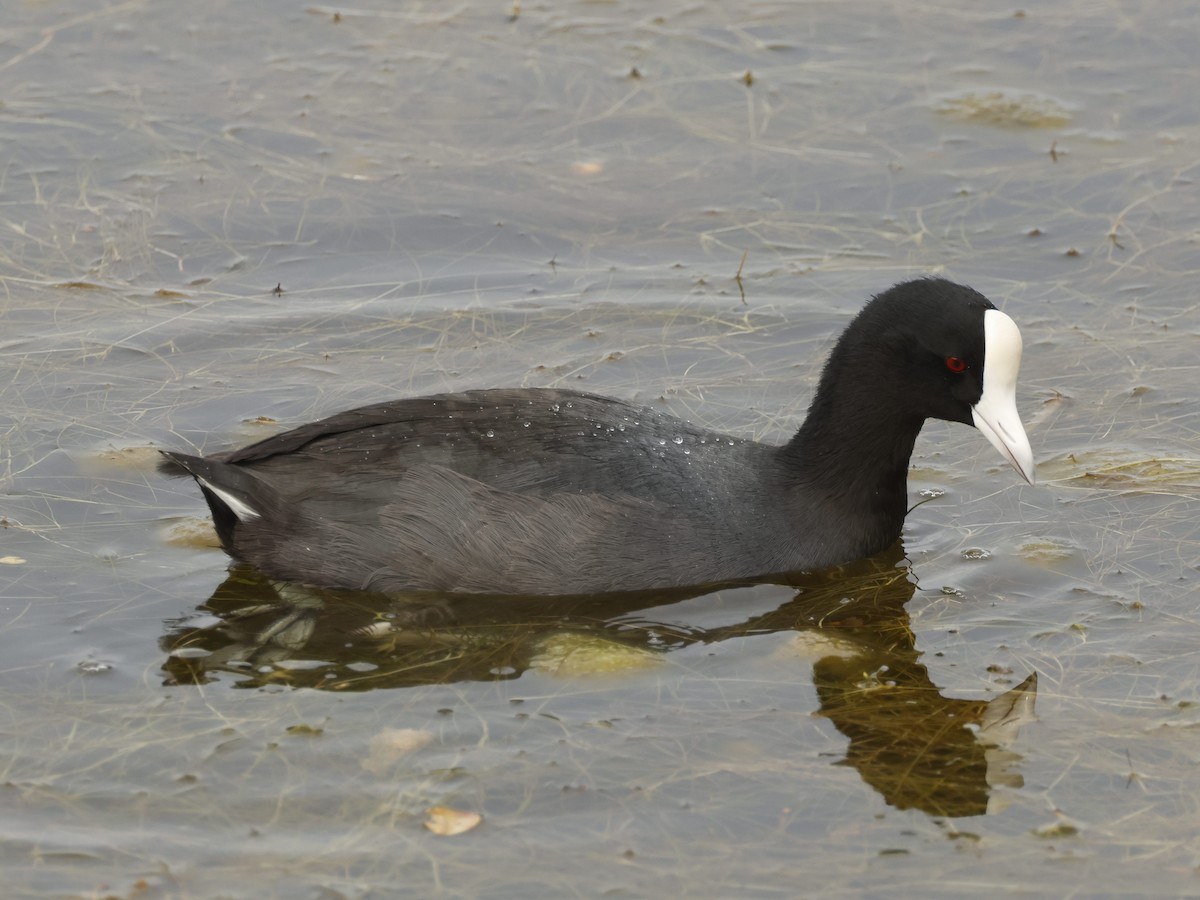 Hawaiiblässhuhn - ML644684999