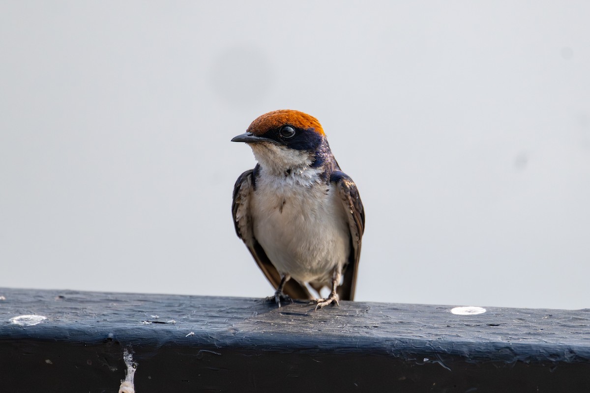 Wire-tailed Swallow - ML644685002