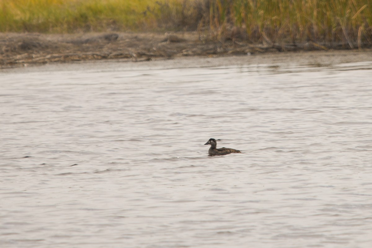 Surf Scoter - ML644685003