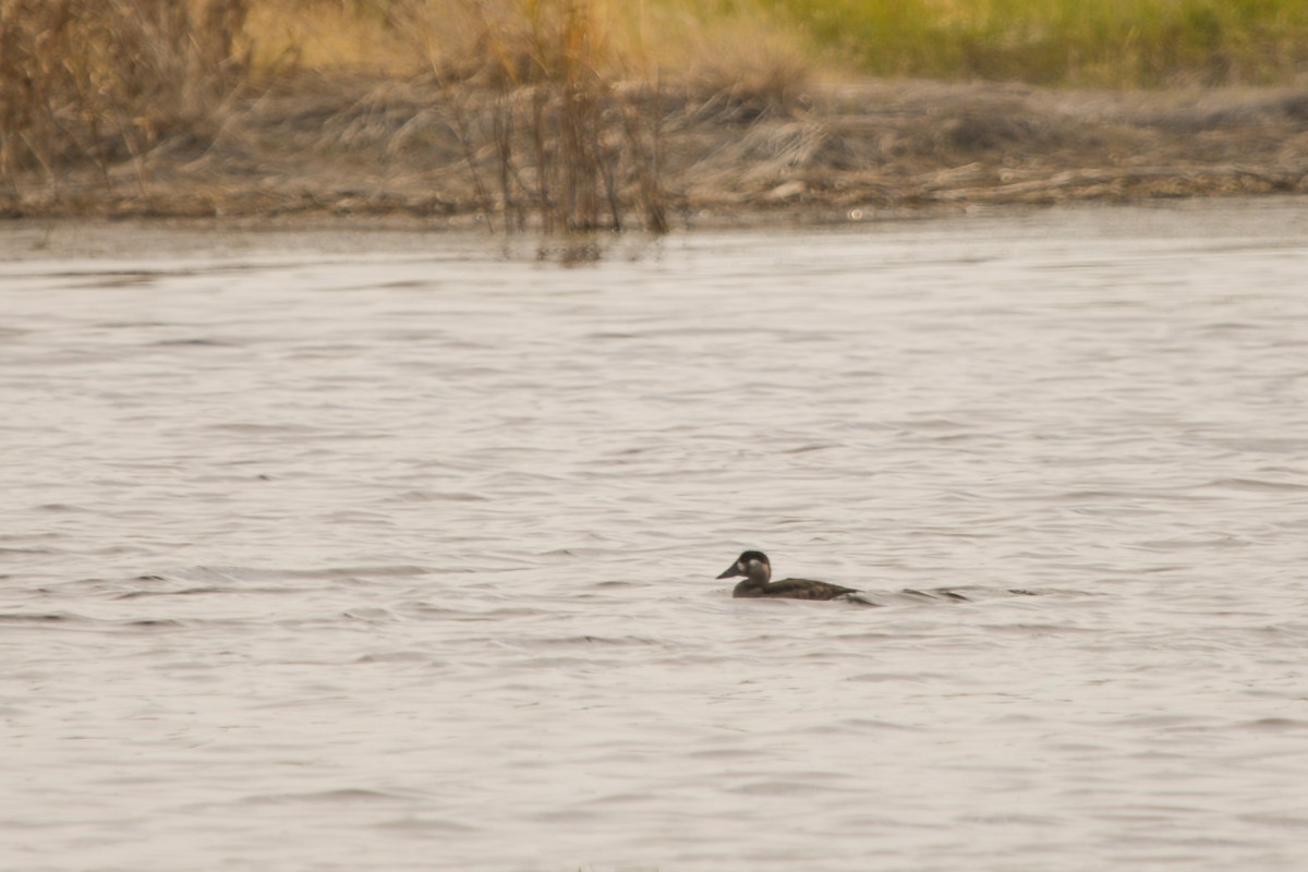 Surf Scoter - ML644685004